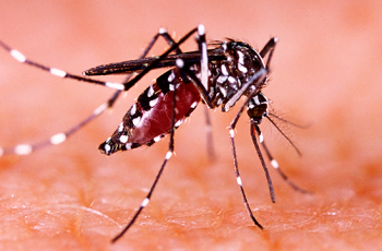 Como evitar possíveis focos de dengue e zika no canteiro de obras