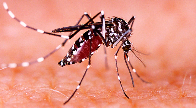 Como evitar possíveis focos de dengue e zika no canteiro de obras